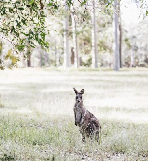 חדר סטודיו סטנדרד, Worrowing Jervis Bay
