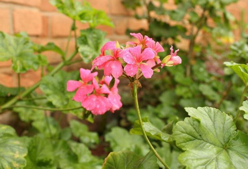 اتاق استاندارد با چشم‌انداز باغ, Iarimbato