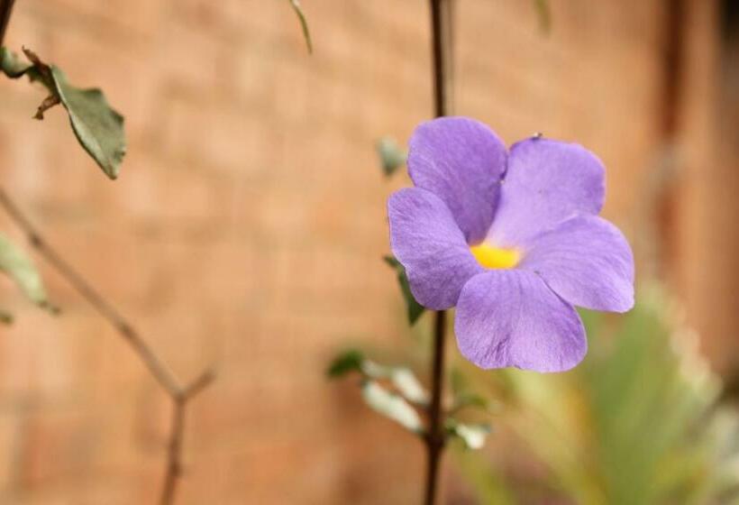 اتاق استاندارد با چشم‌انداز باغ, Iarimbato