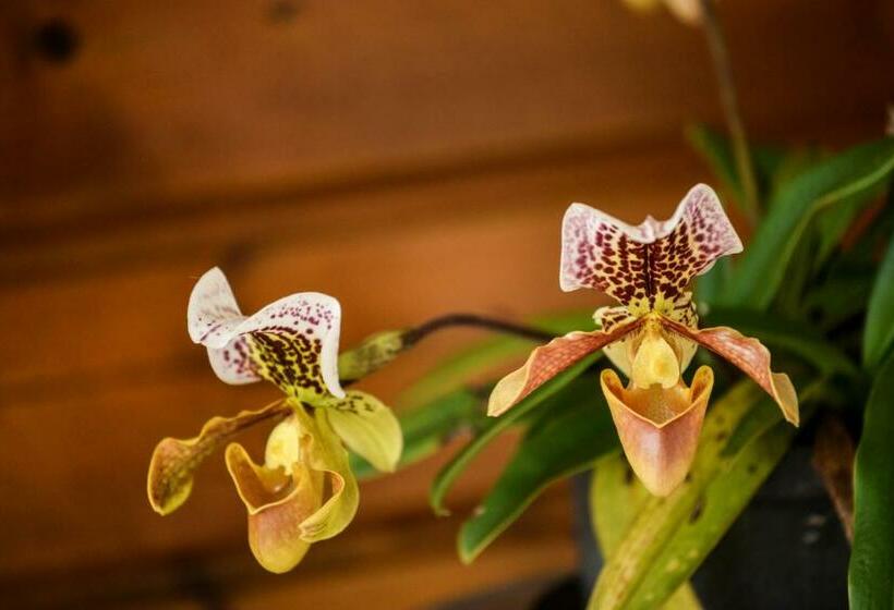 خانه 1 خوابه, Orky Mel