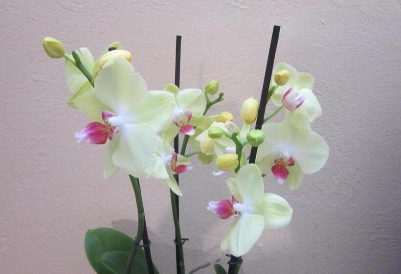 اتاق اکونومی یک تخته, Guest House Veronika