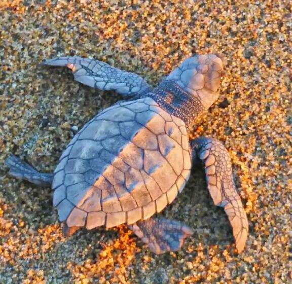 اتاق لوکس با چشمانداز باغ, Villa Star Of The Sea