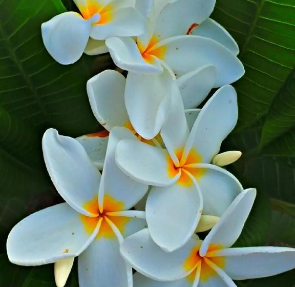 سوئیت رویال, Villa Star Of The Sea