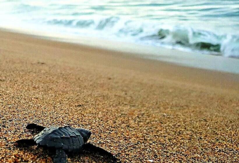 سوئیت رویال, Villa Star Of The Sea