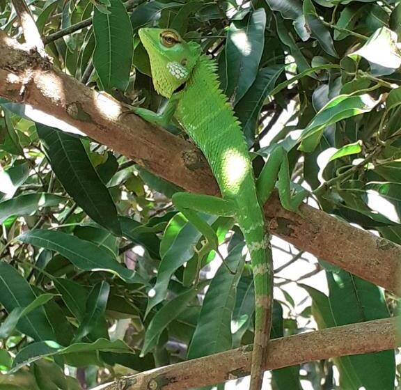 Deluxe room with river view, Tinara River Inn, Weligama