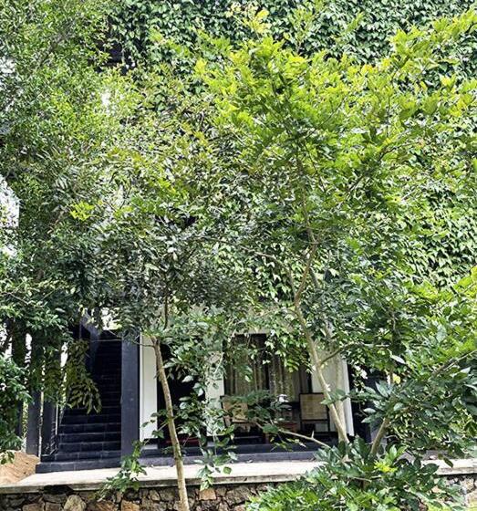 발코니 디럭스 룸, Dambulla Rock Arch