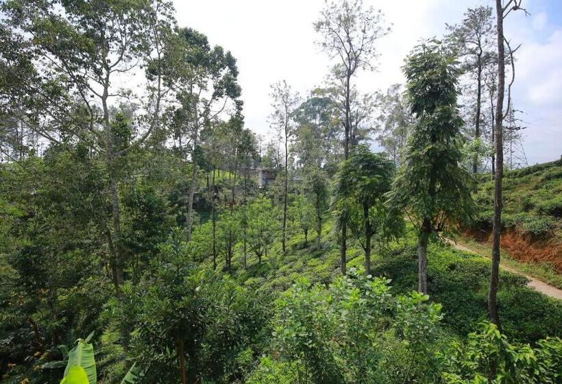 标准间带阳台, Tea Forest Lodge