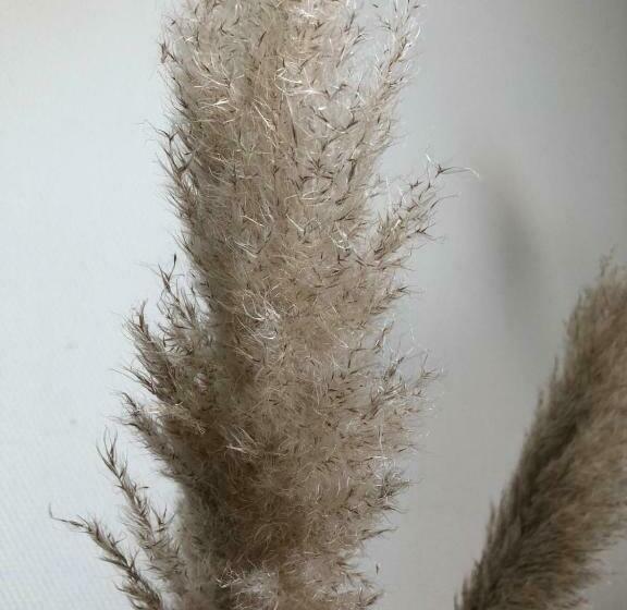 Номер Стандарт с Балконом, Brasserie De Walvisvaarder