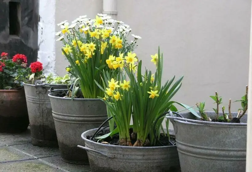 Sviitti, B&b Singel 100