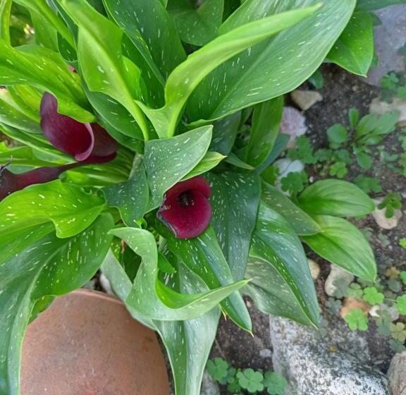 شقة غرفة واحدة مزودة بتراس, Guest House Kotva