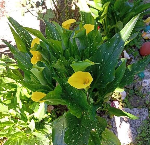 غرفة ديلوكس, Guest House Kotva