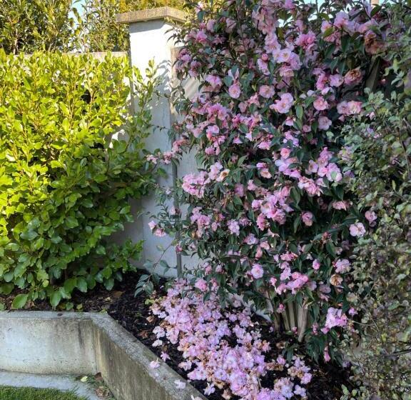 סטודיו דלוקס, Villa Walton