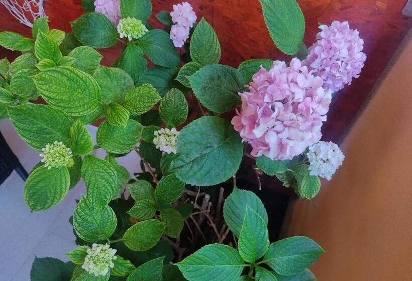 标准间, Room Porat 2 With Private Terrace