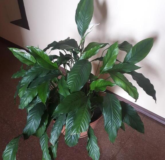 اتاق لوکس, Dniprovski Zori