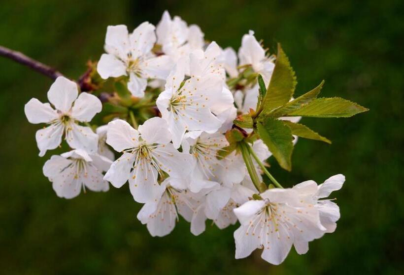 חדר סטנדרט, Room In Guest Room   Double Room Apple Blossom