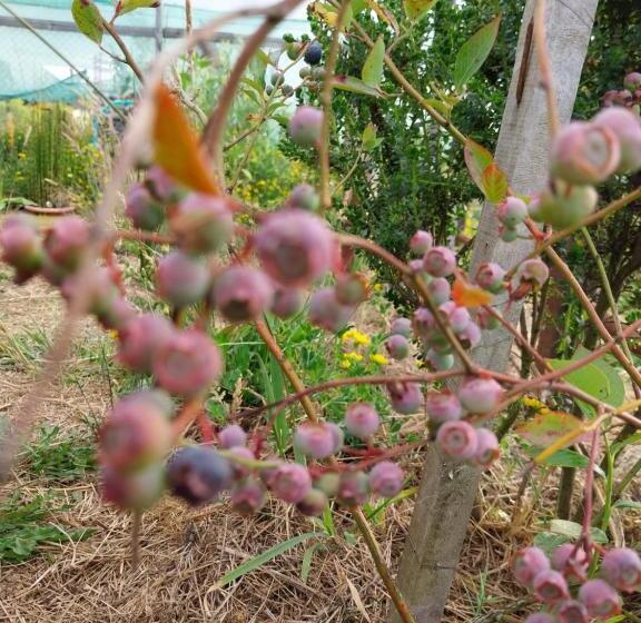 2人卧室家庭公寓, Apart Hotel Estrella, 7 Min Aeropuerto Tepual