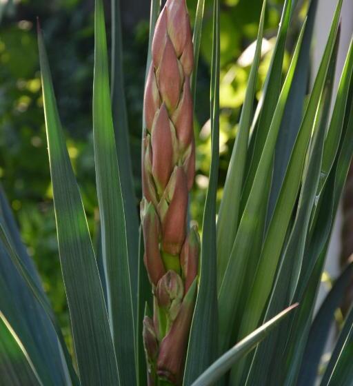 آپارتمان 1 خوابه با چشم‌انداز استخر, корсар:korsar