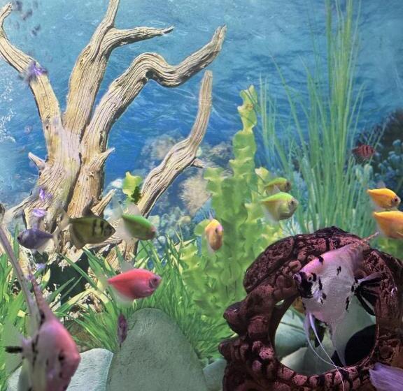 اتاق اکونومی, The Oldman House