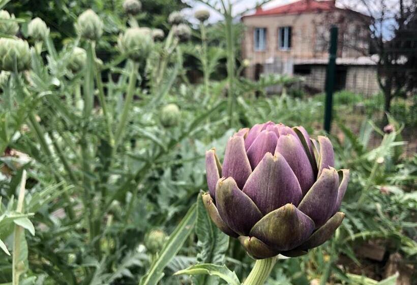 اتاق استاندارد چهار تخته, Lokokina Guesthouse