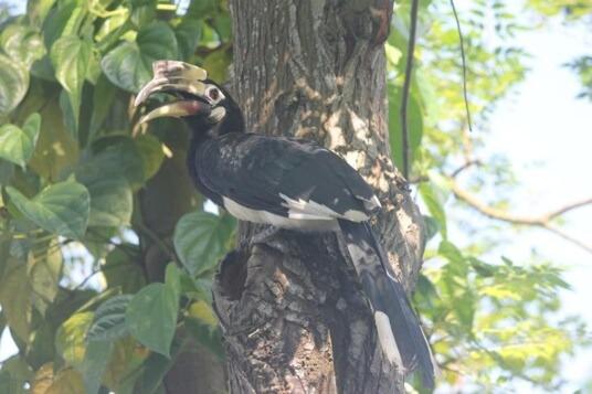 غرفة قياسية, Shoolin Wood