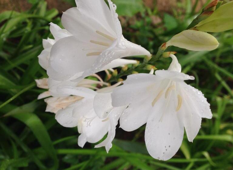 Студия Стандарт, Cybele Lodge Boutique Bed And Breakfast