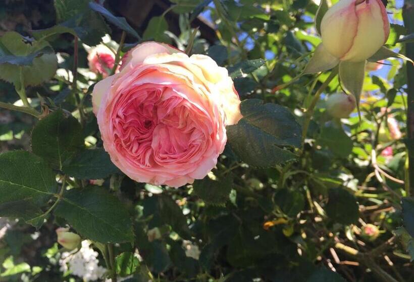 Номер Стандарт, Le Clos Du Gusquel