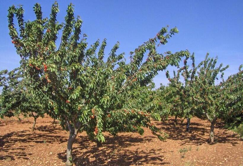 プールビュースタンダードルーム, La Dimora Gigante