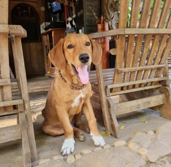 منزل غرفة نوم واحدة, Humbhaha Jungle Yala Nature Eco Resort