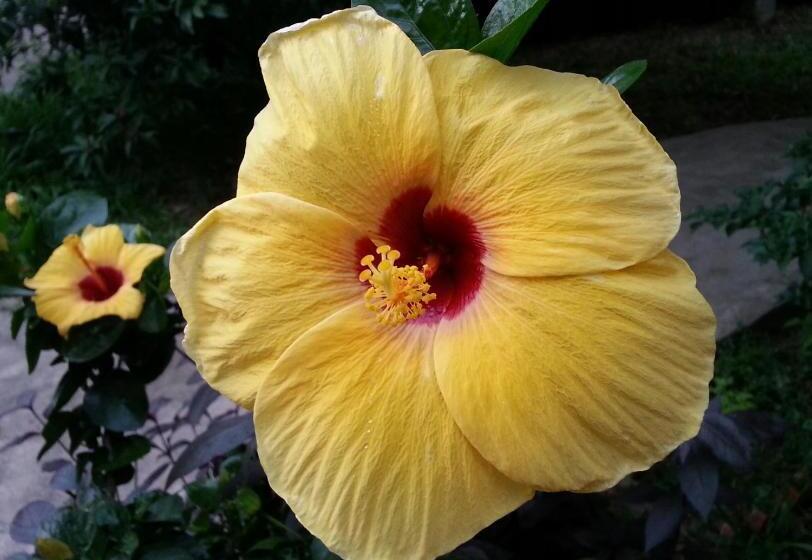 بنجلو قياسى, Bird Of Paradise Bungalows