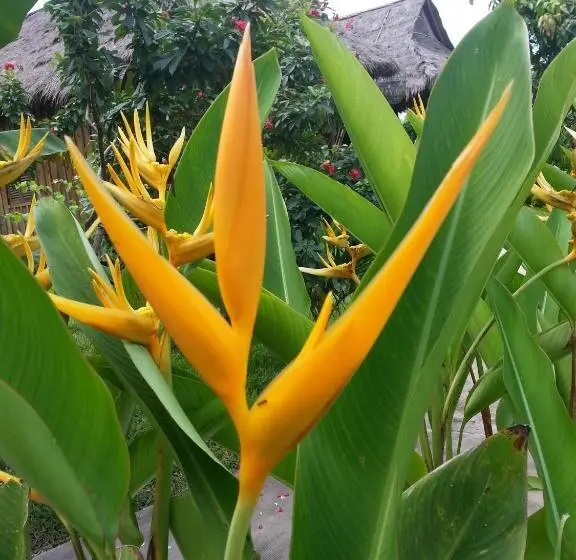 بانگلوی استاندارد, Bird Of Paradise Bungalows