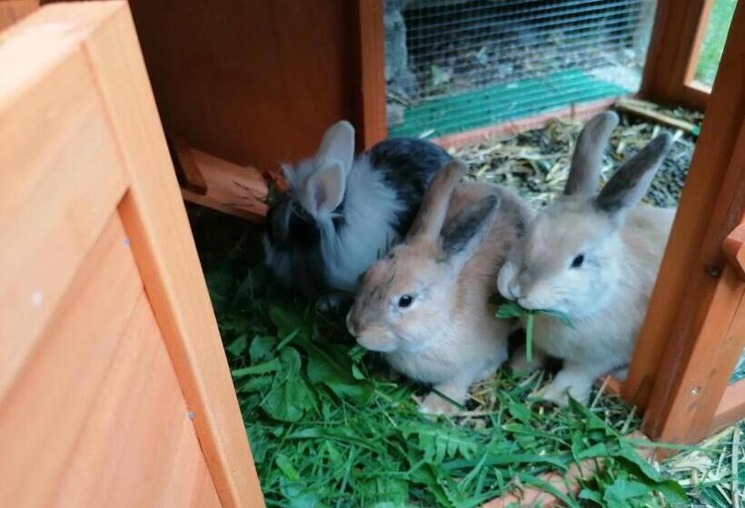 标准工作室, Apart Hotel Ideal