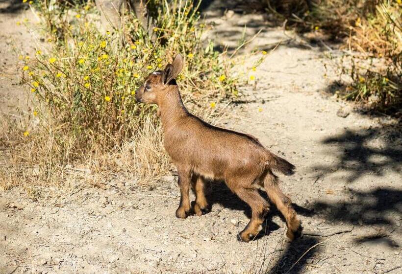 复式房间, Residence Al Foionco