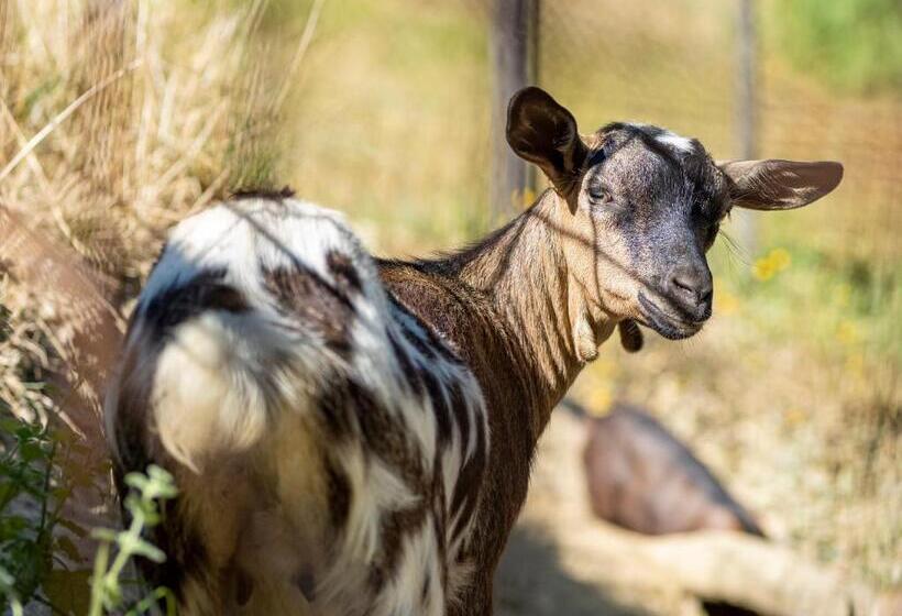 带1个卧室的公寓, Residence Al Foionco