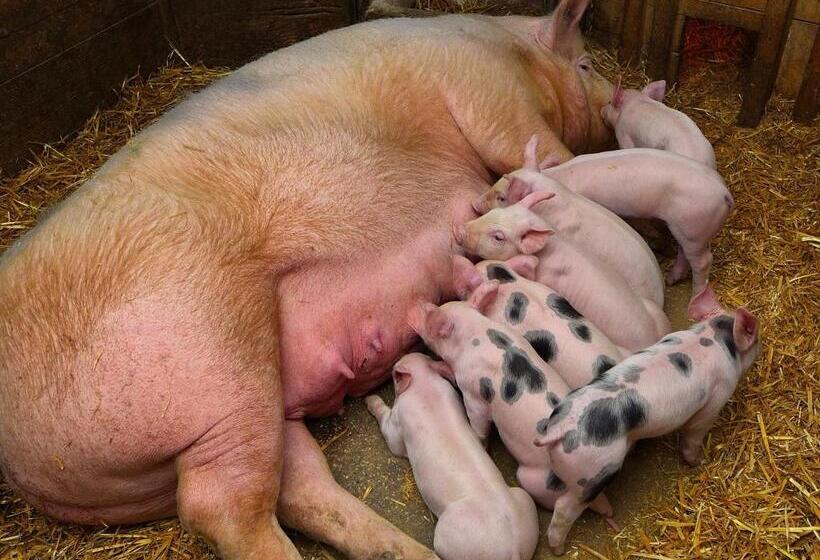 バルコニー付き1ベッドルームアパートメント, Erlebnisbauernhof Urak