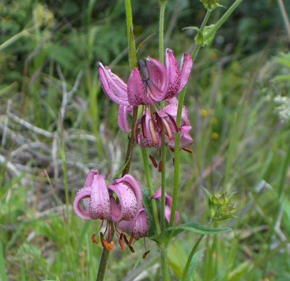 Standardrum, Haus Helga