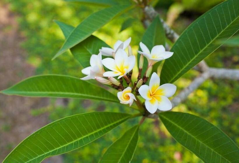 חדר דלוקס, Nirarta Center For Living Awareness