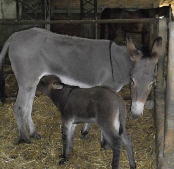 스탠다드 룸, Agriturismo Agrifoglio