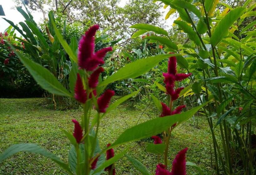 스탠다드 룸, Mindo Real