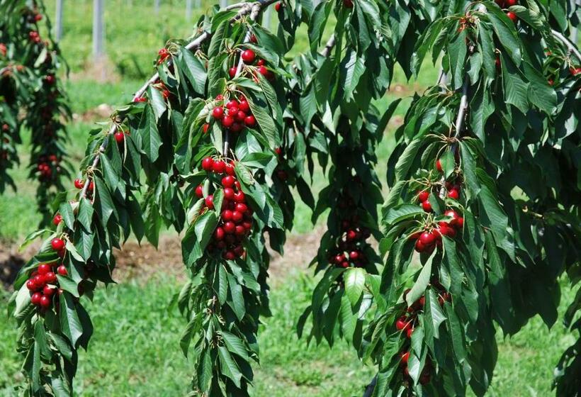 شقة غرفة واحدة, Agriturismo Terra E Sole