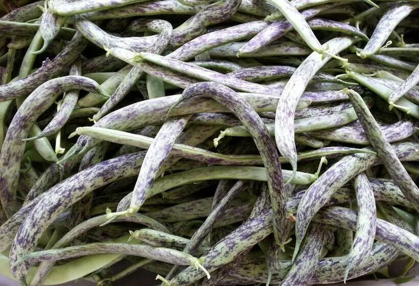 آپارتمان 1 خوابه با تراس, Agriturismo Fioredizucca