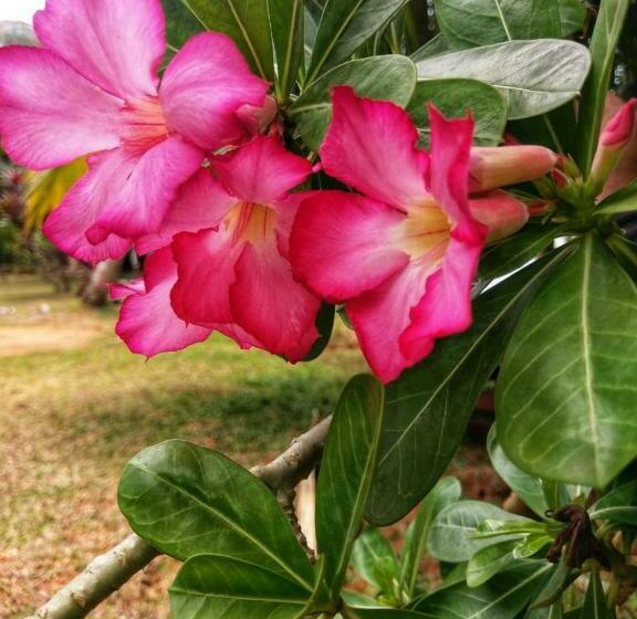 غرفة ديلوكس, Selavi Resort Bentota