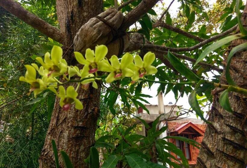 بنجلو عائلى, Selavi Resort Bentota