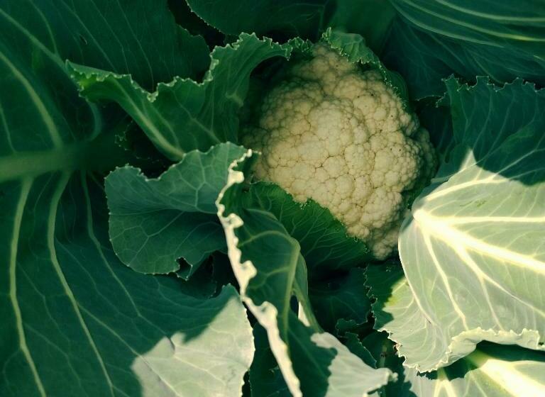 Habitació Familiar Vista Muntanya, Silent Valley  Alchauna Kumaoni House Along River Kalsa