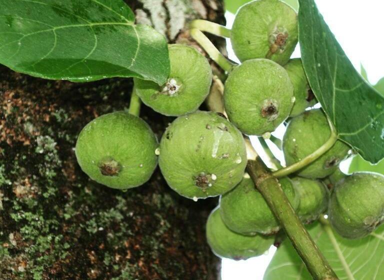 Habitació Familiar Vista Muntanya, Silent Valley  Alchauna Kumaoni House Along River Kalsa