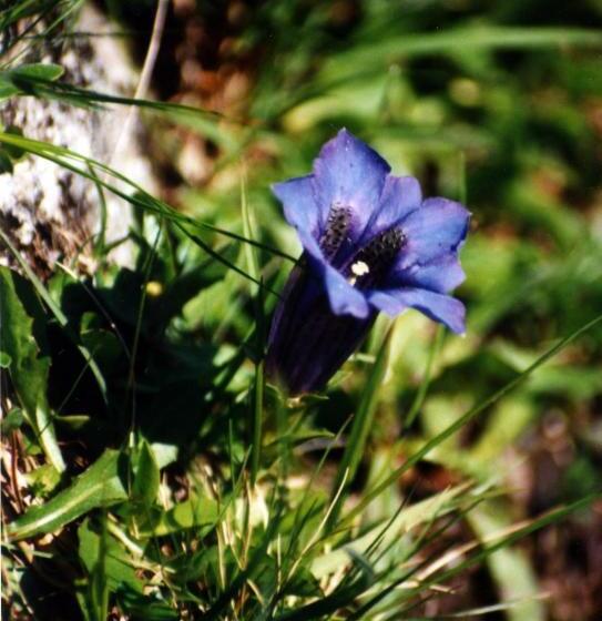 3ベッドルームアパートメント, Haus Pfeifenberger