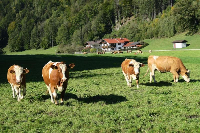 شقة غرفة نوم واحدة مزودة بشُرفة, Ferienwohnung Leitner