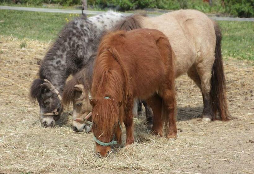 غرفة قياسية لذوى الاحتياجات الخاصة, Fattoria Belvedere