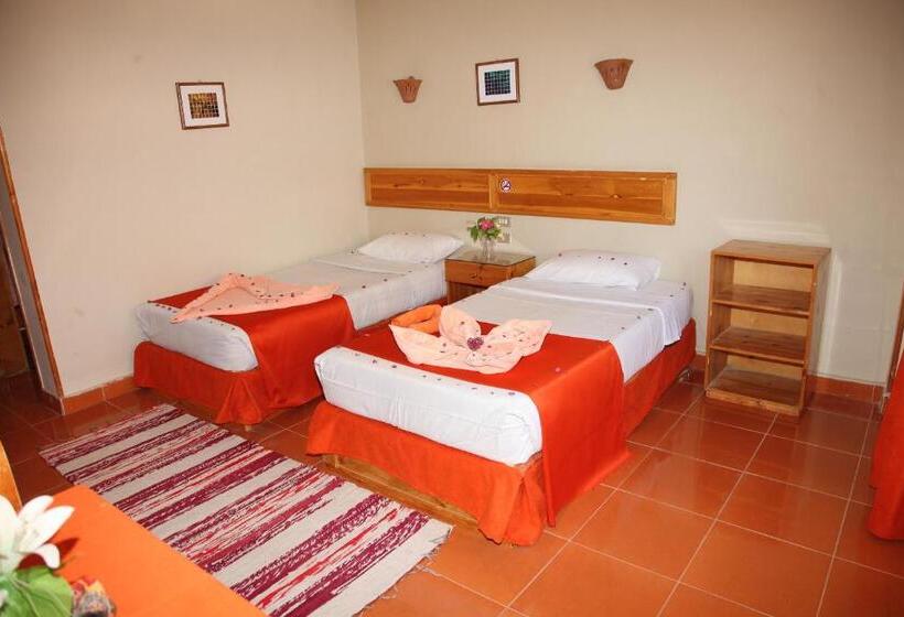 اتاق اکونومی, Ali Baba Safaga