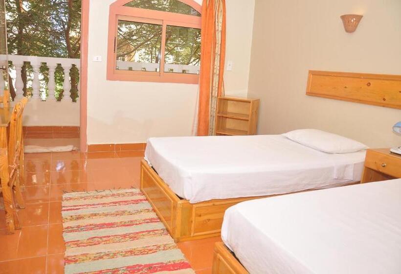 اتاق اکونومی, Ali Baba Safaga