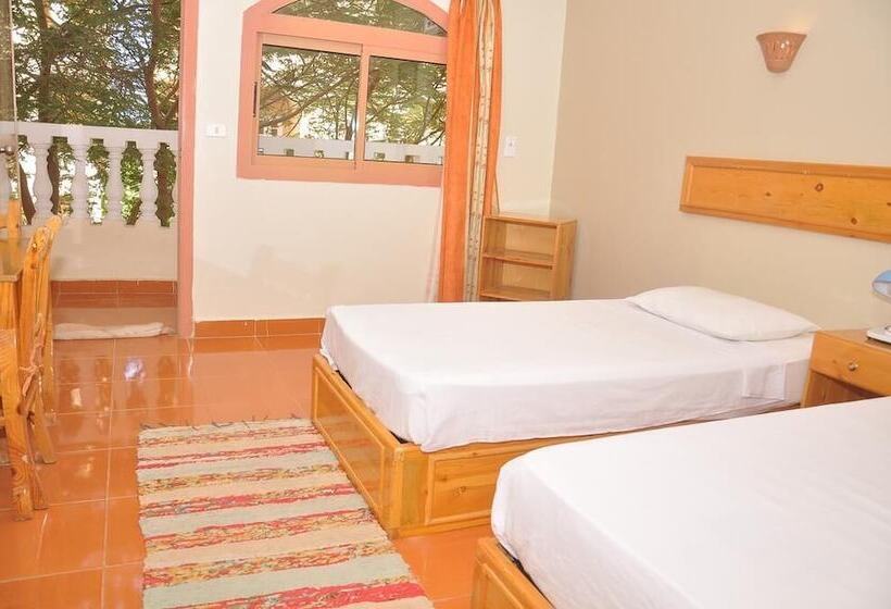 اتاق استاندارد, Ali Baba Safaga